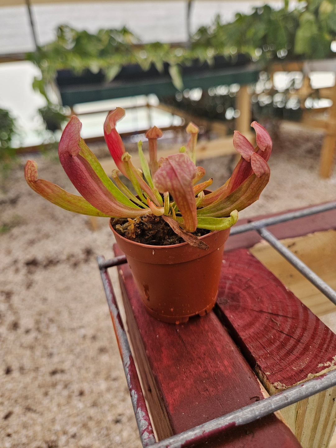 Sarracenia Maroon Plug