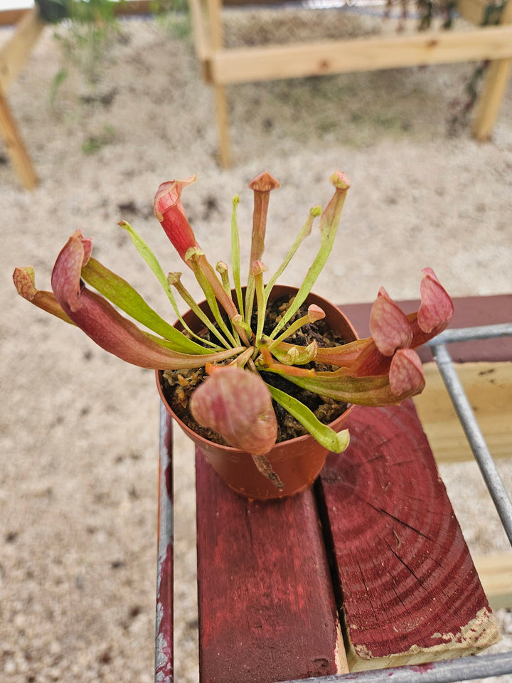 Sarracenia Maroon Plug