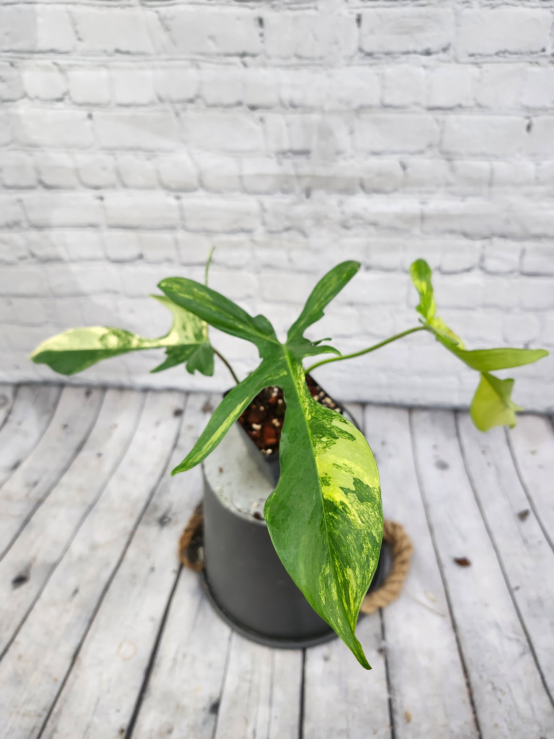 Philodendron Florida Beauty (4in)