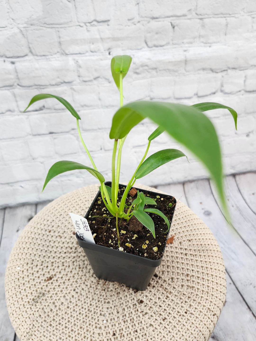 Philodendron Joepii (4in)- 338