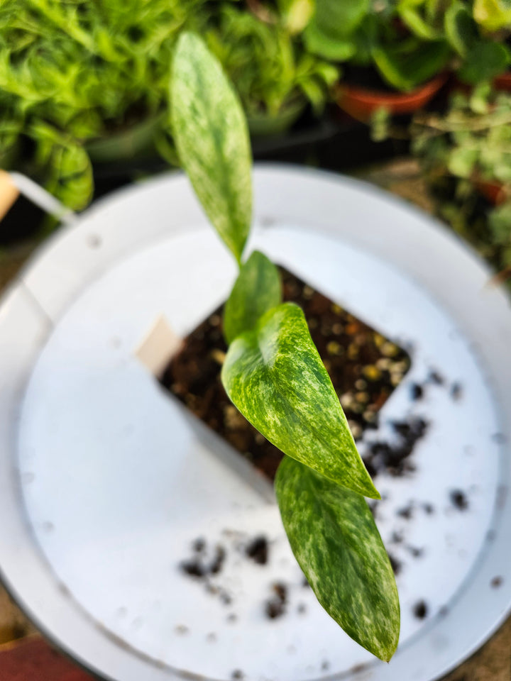 Epipremnum Giganteum (4in)- 318