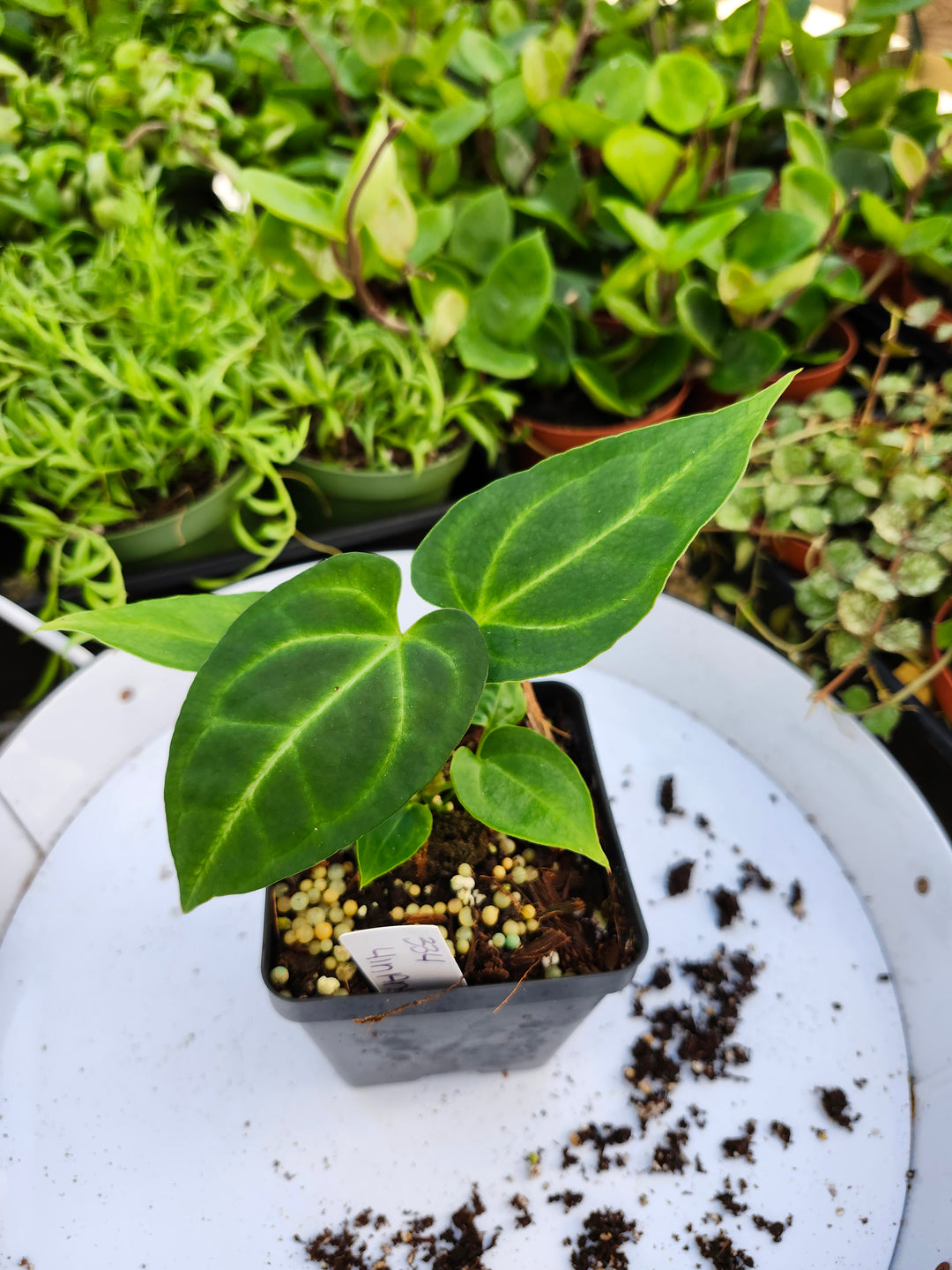 Anthurium Clarinervium (4in)-334