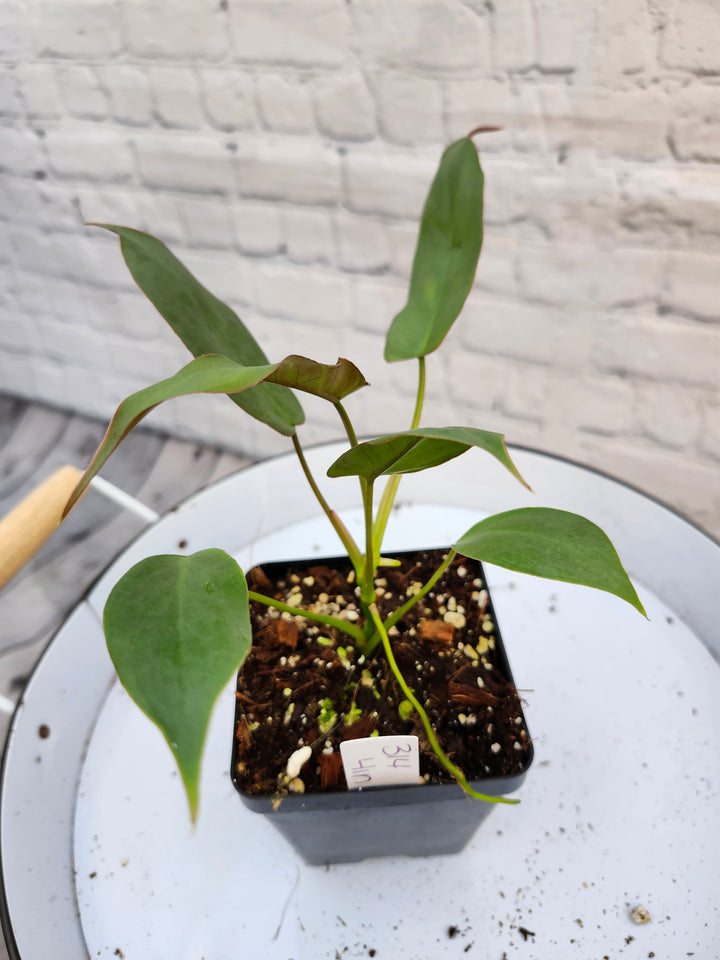 Philodendron Atabapoense (4in)-314