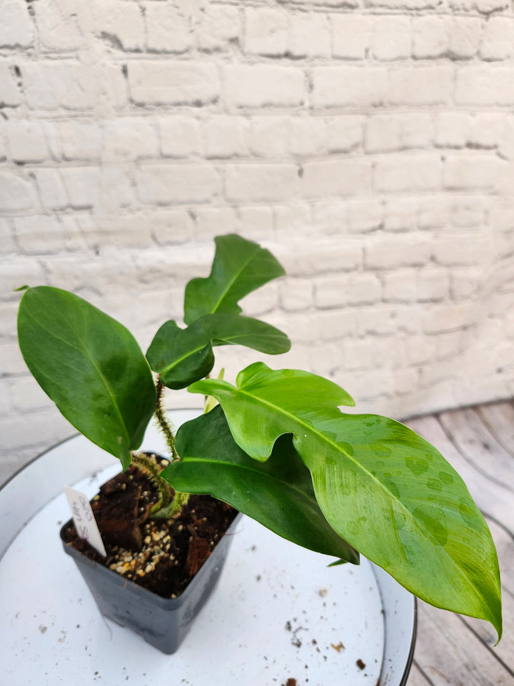 Philodendron Squamiferum (4in)-320