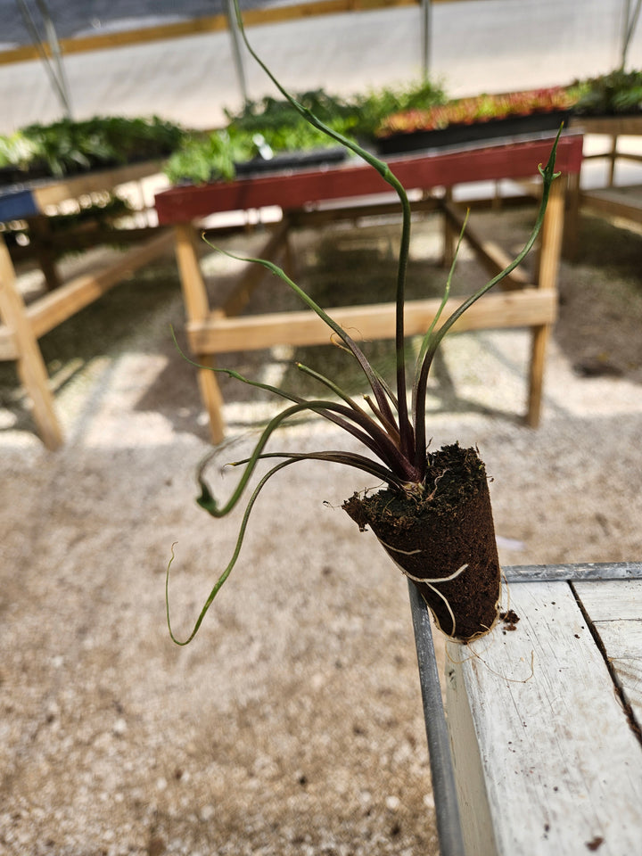 Alocasia Flying Squid Plug