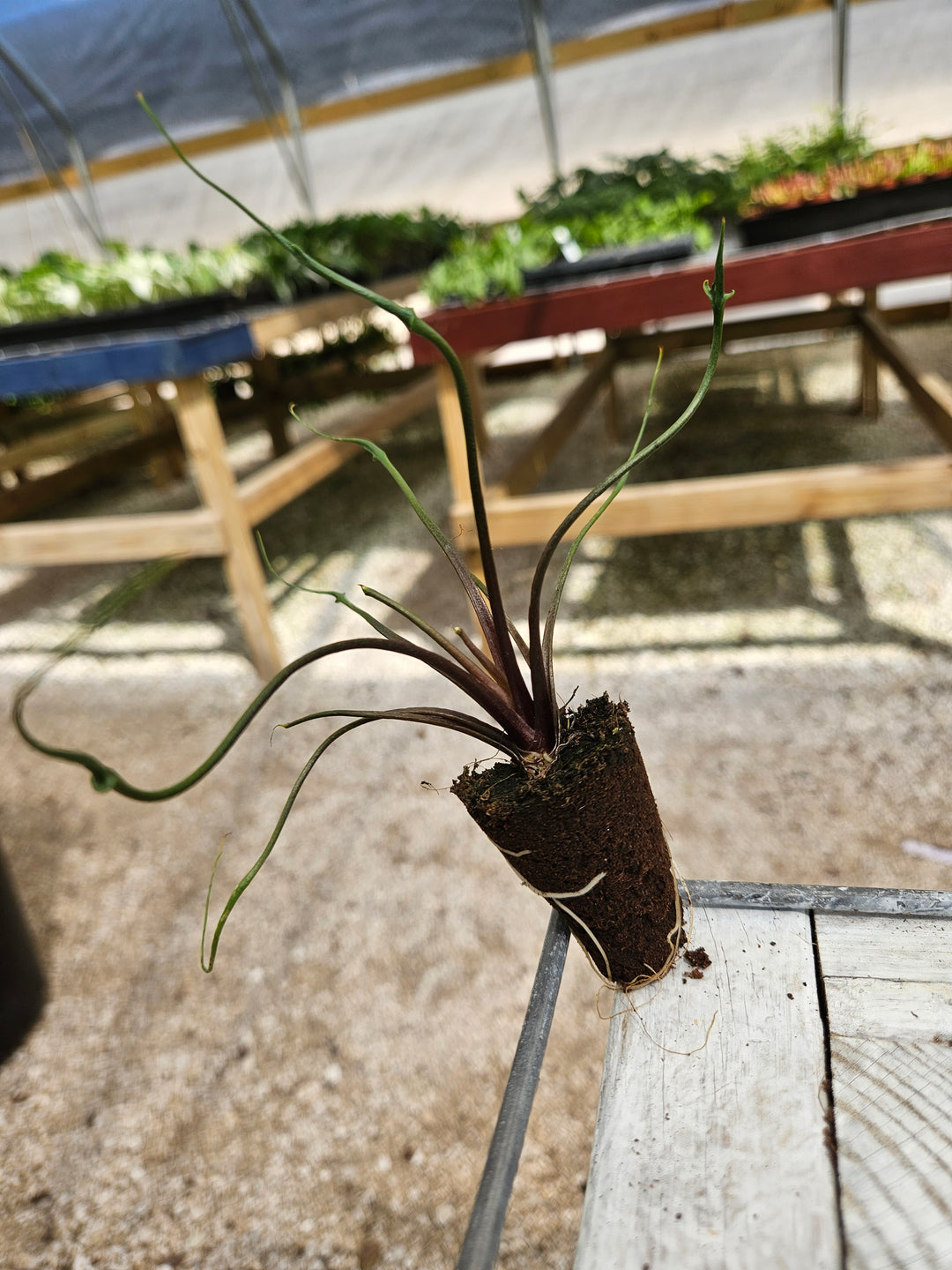 Alocasia Flying Squid Plug