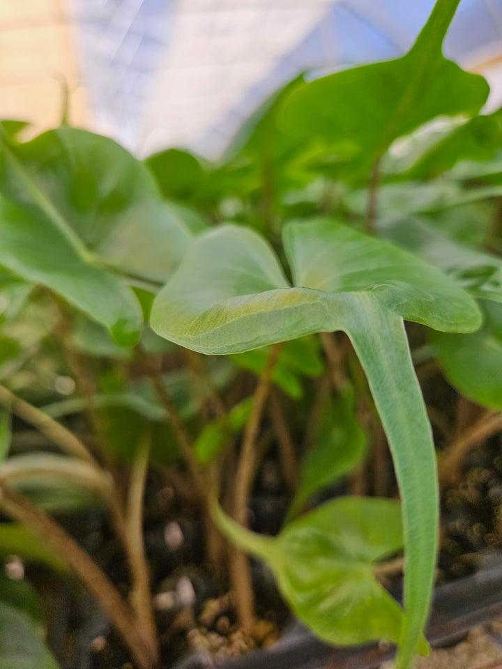 Alocasia Stingray plant with unique patterned stems and large leaves in bright indirect light.