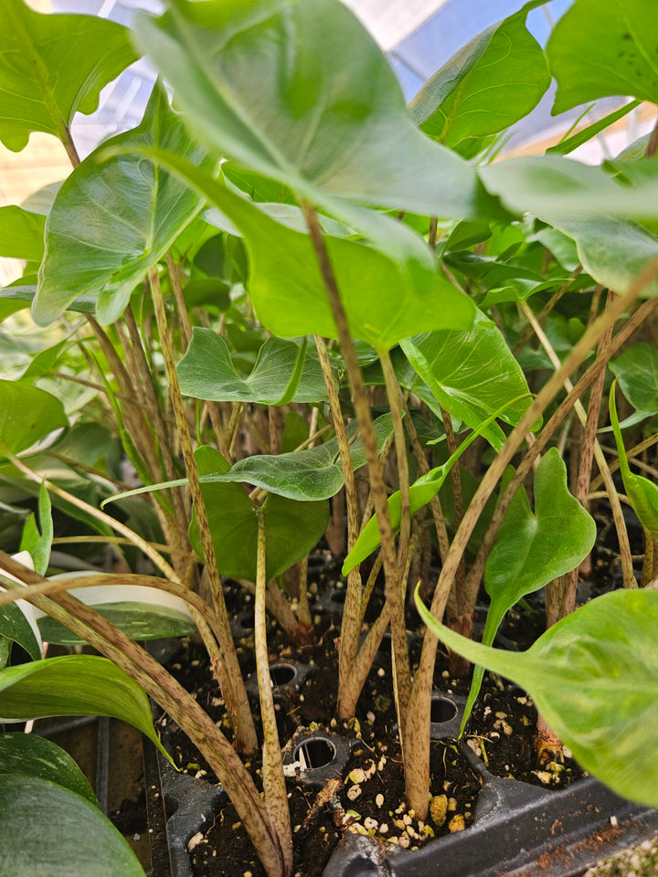 Alocasia Stingray plants with patterned stems and large leaves in a nursery tray.