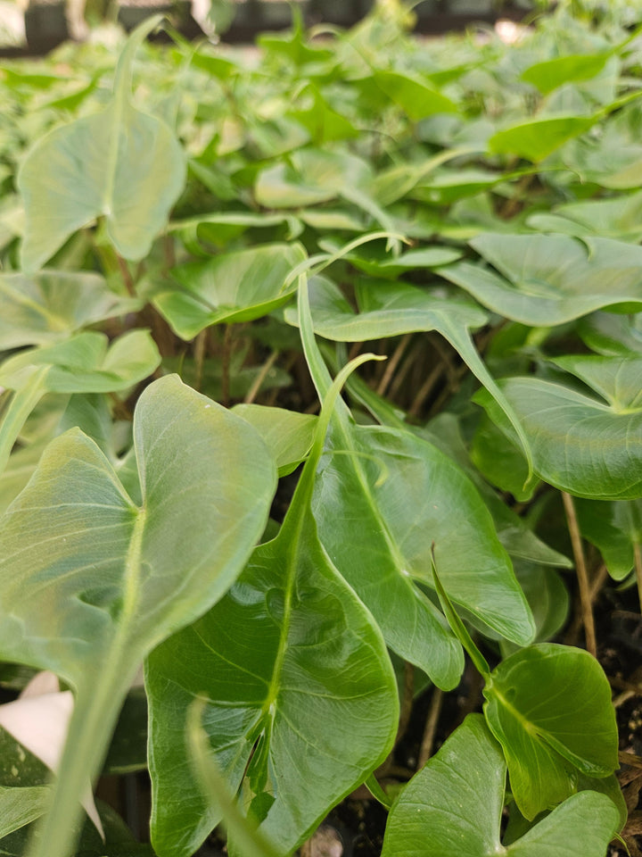 Alocasia Stingray with unique patterned stems and large leaves.