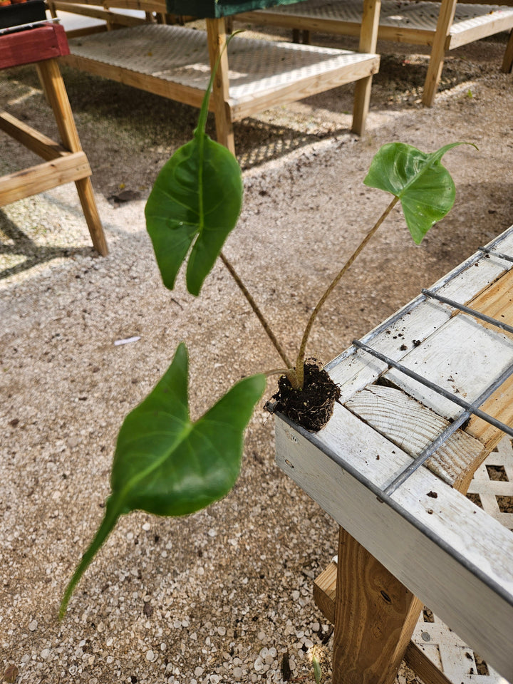 Alocasia Stingray plant with unique patterned stems and large leaves, ideal as a houseplant.