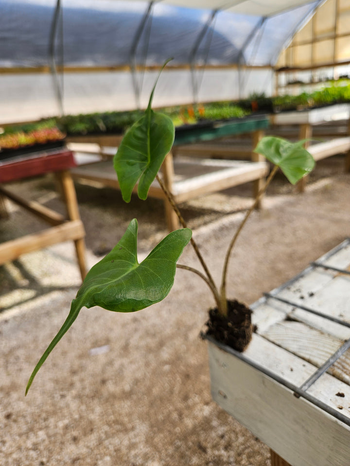 Alocasia Stingray plant with distinctive leaves and patterned stems in a greenhouse setting.