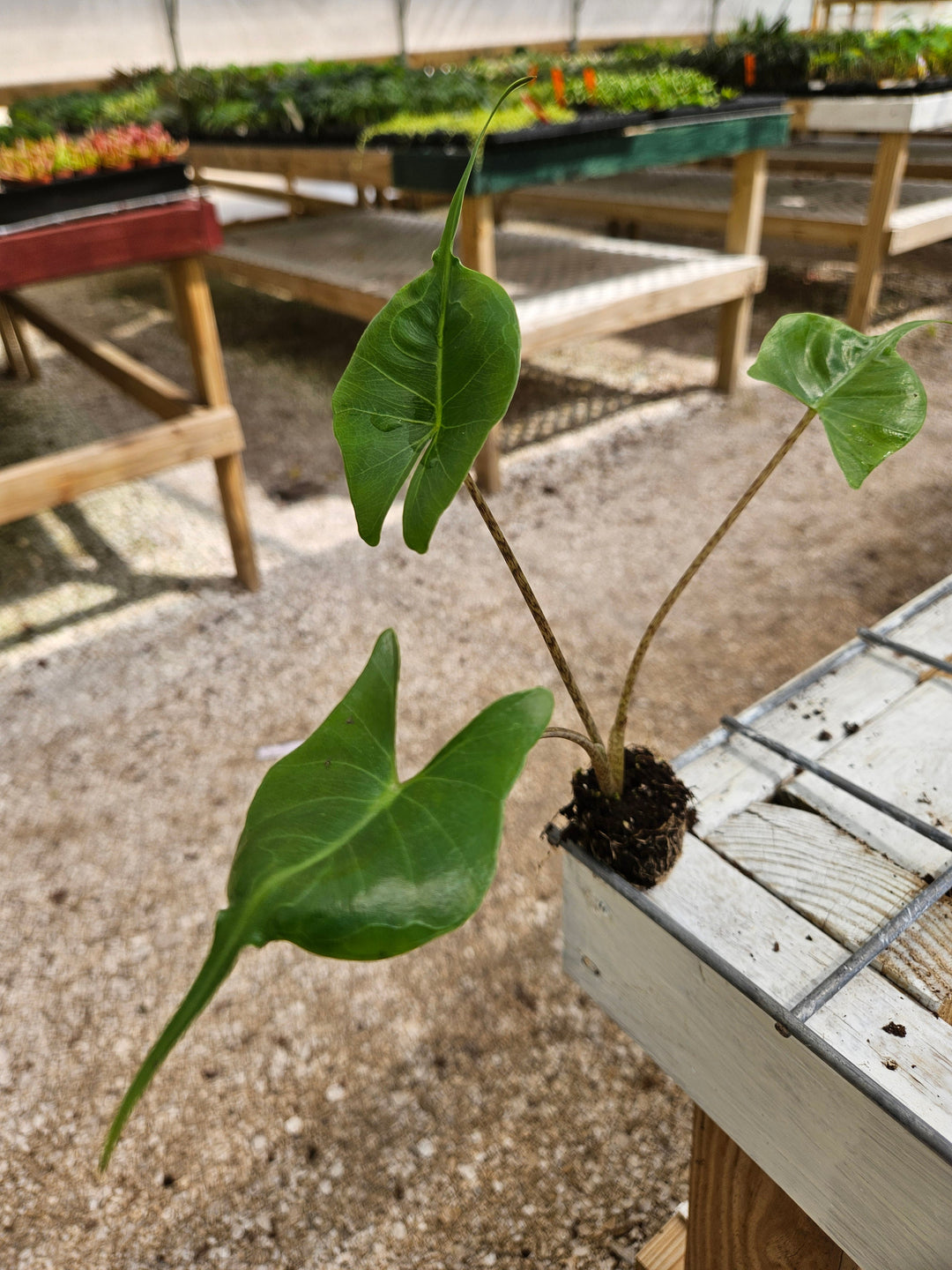 Alocasia Stingray Plug