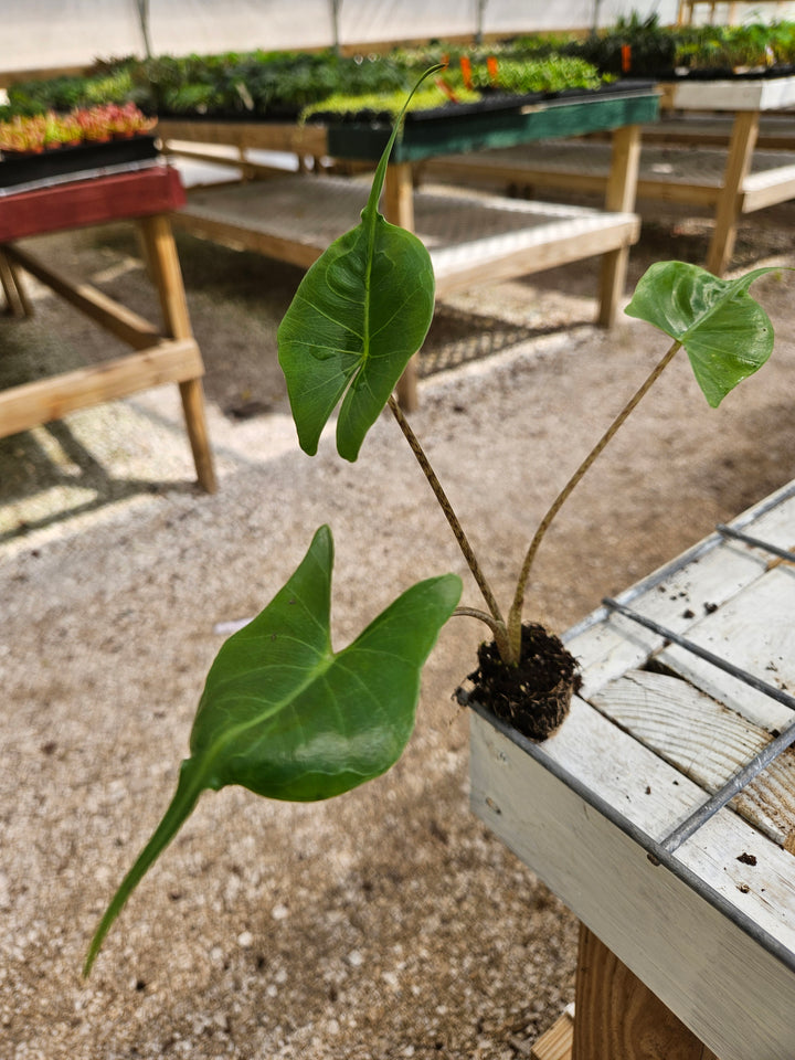 Alocasia Stingray plant with patterned stems and large leaves in a greenhouse setting.