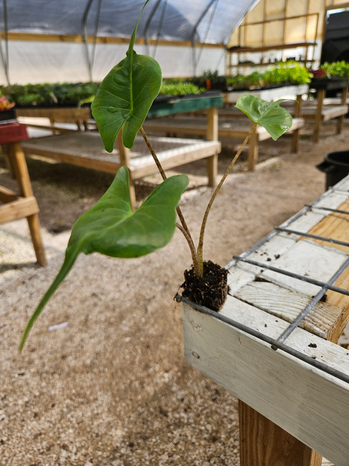 Alocasia Stingray plant with unique patterned stems and large leaves in a greenhouse setting.