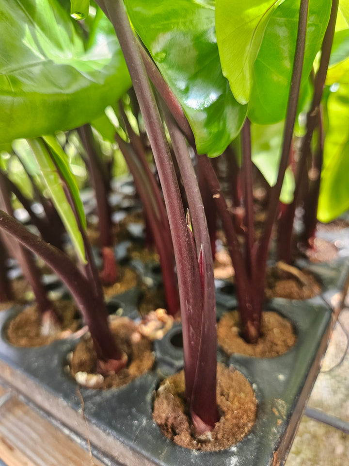 Alocasia Black Stem Plug