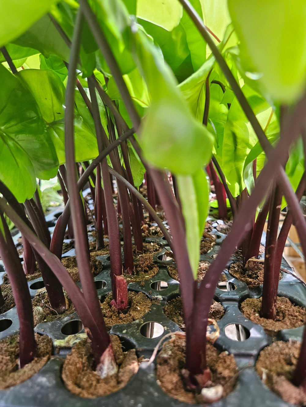 Alocasia Black Stem plant with deep, dark stems and glossy green leaves.