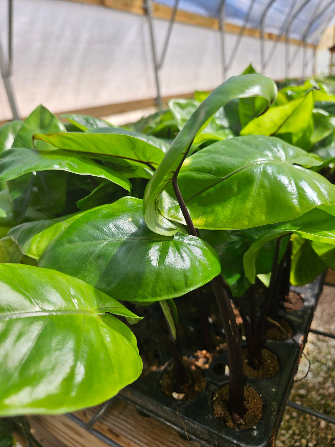 Alocasia Black Stem Plug