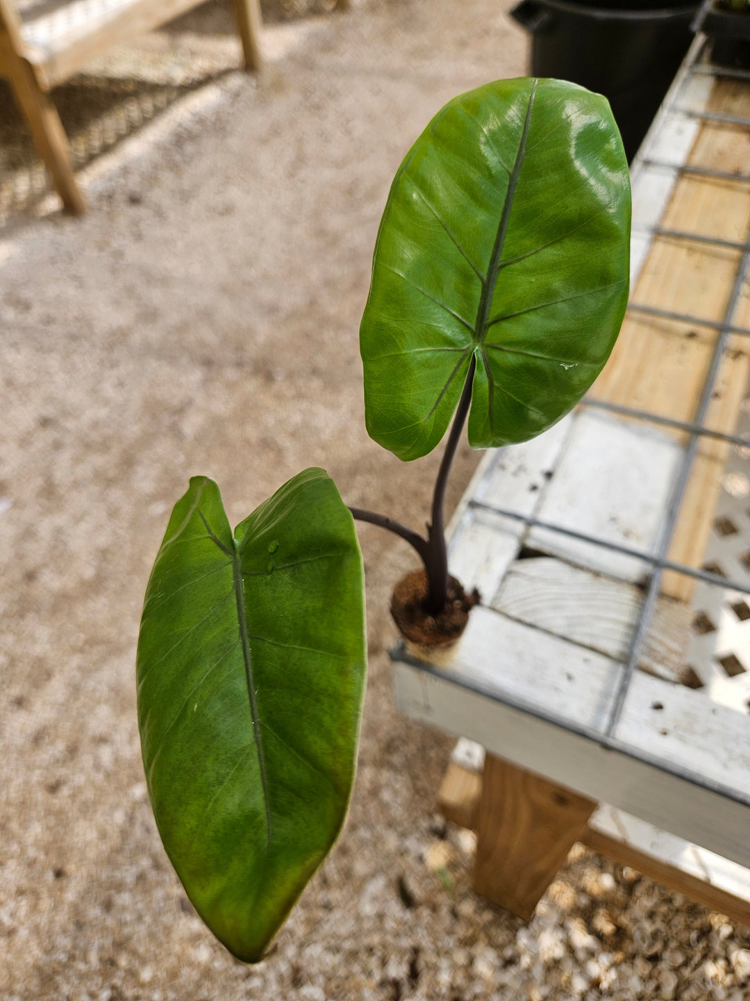 Alocasia Black Stem Plug