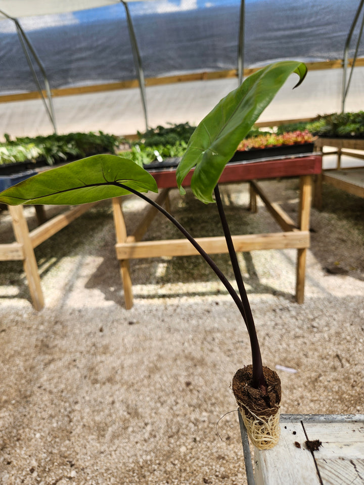 Alocasia Black Stem Plug