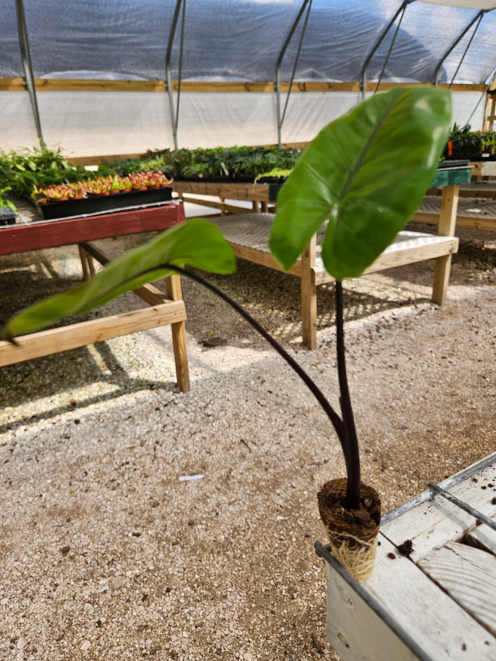 Alocasia Black Stem Plug