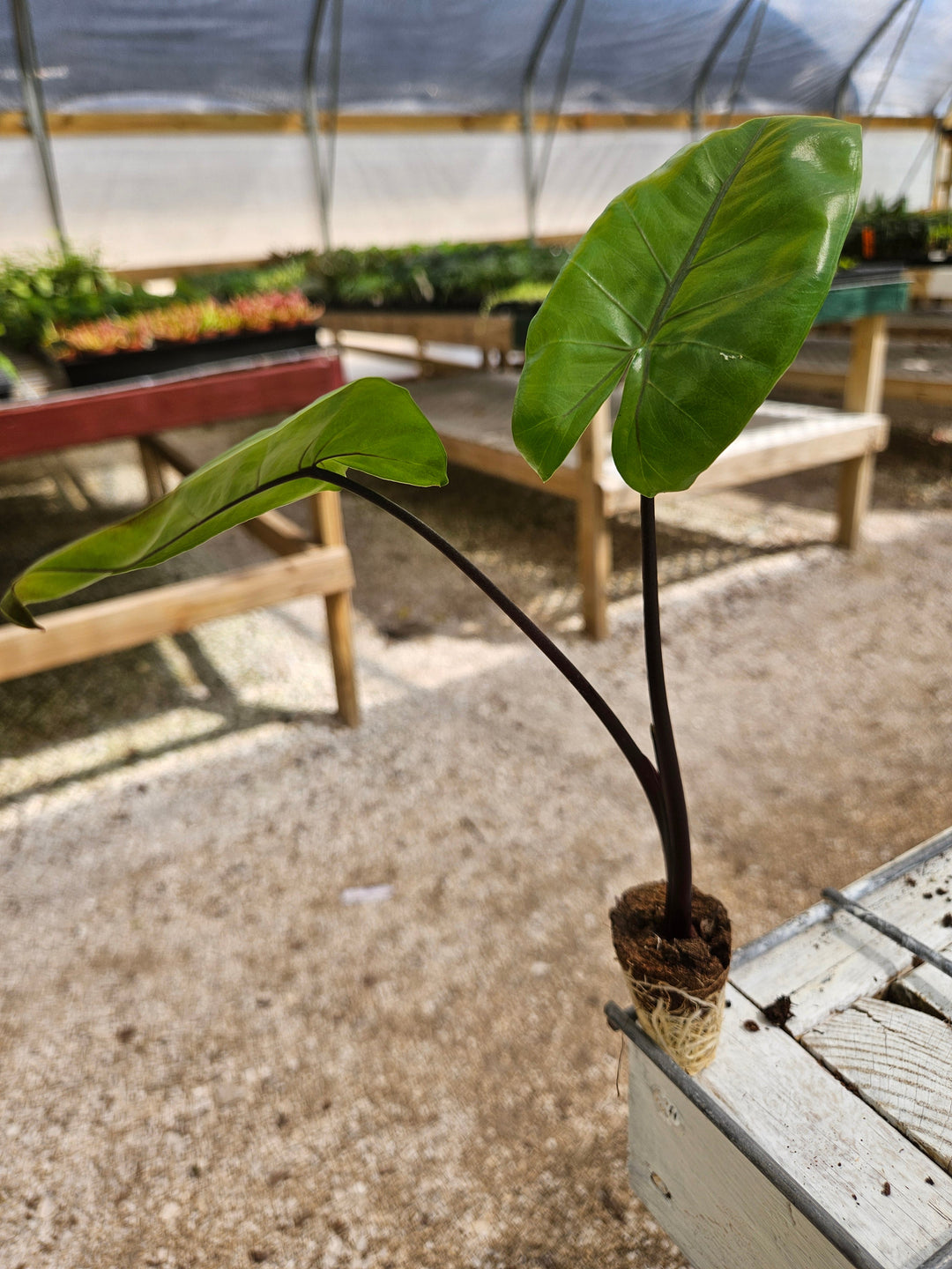 Alocasia Black Stem Plug