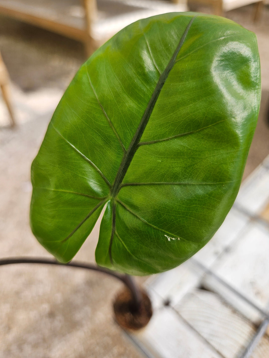 Alocasia Black Stem Plug