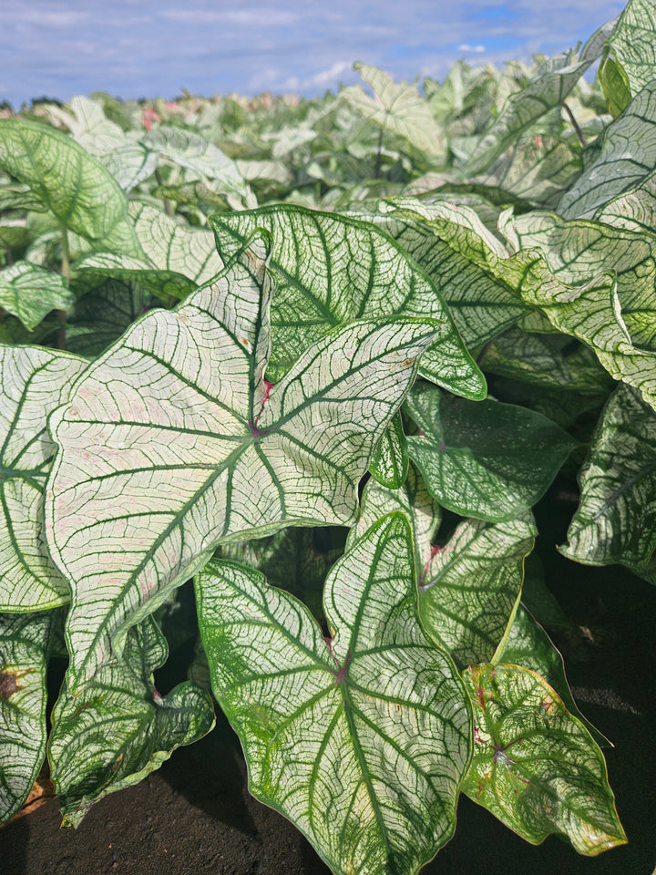 Caladium Candidum (5 bulbs)