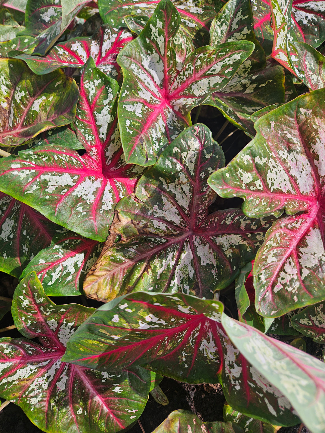 Caladium Tapestry (5 bulbs)