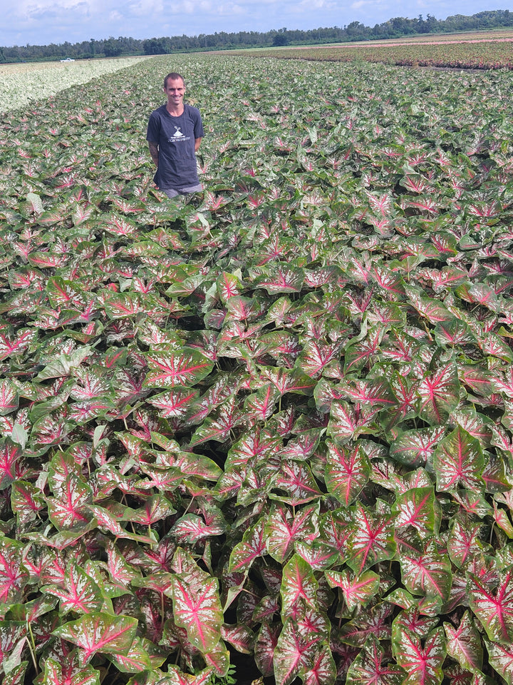 Caladium Tequila Sunrise (5 bulbs)