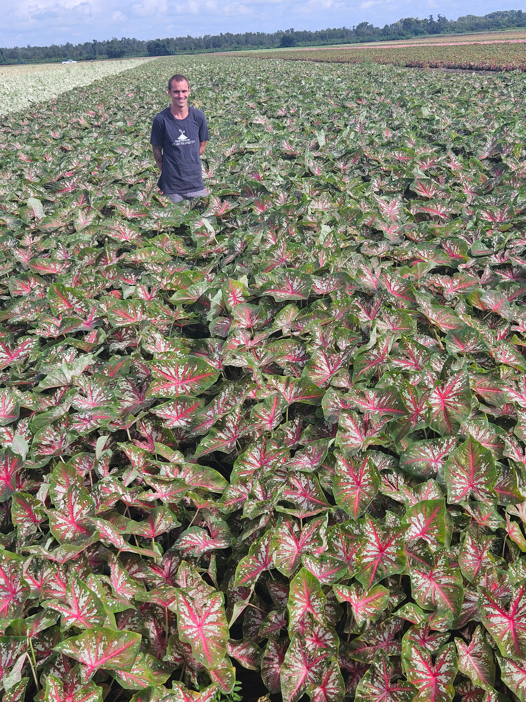 Caladium Cherry Blossom (5 bulbs)