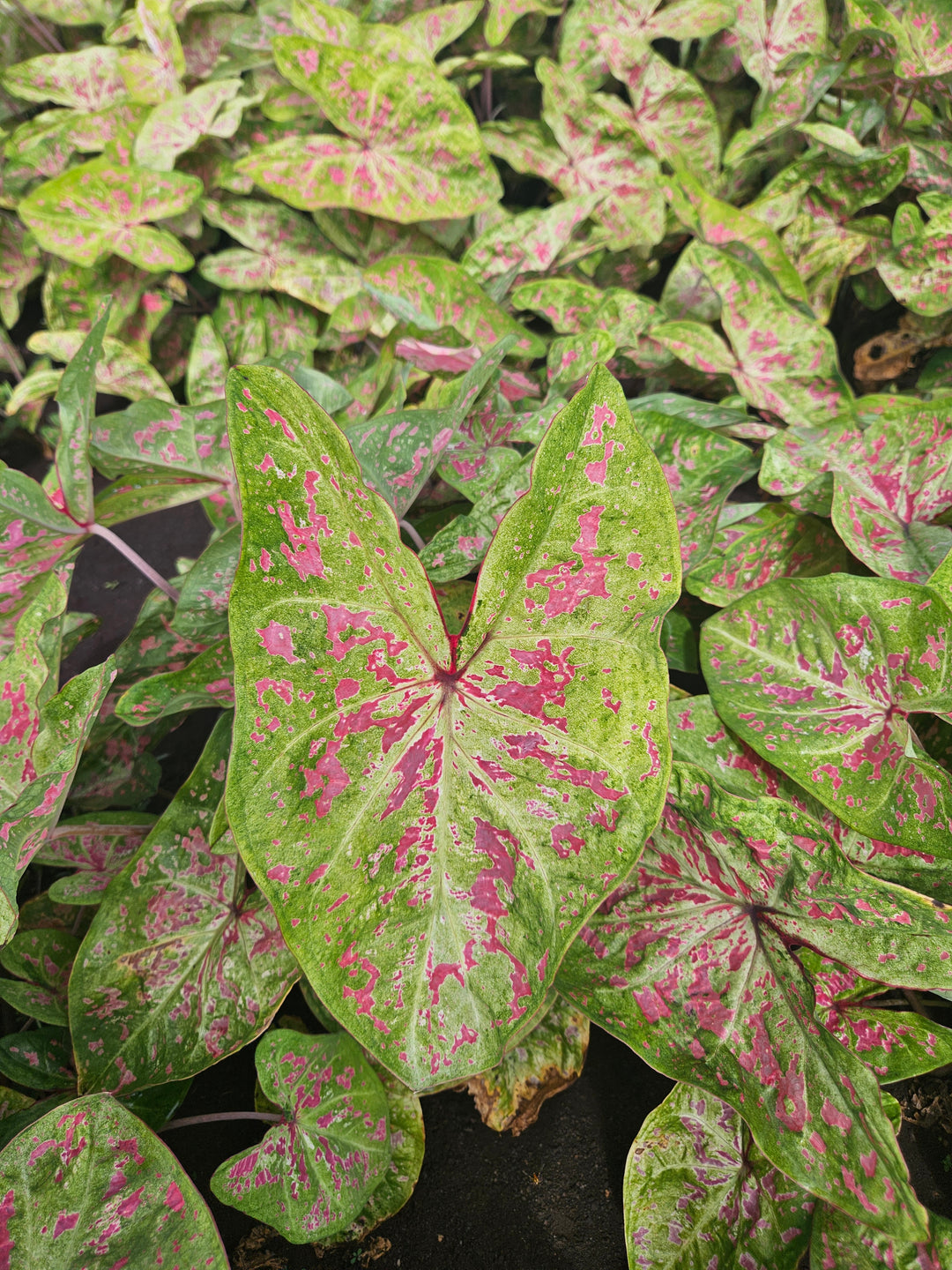 Caladium Dot's Delight (5 bulbs)