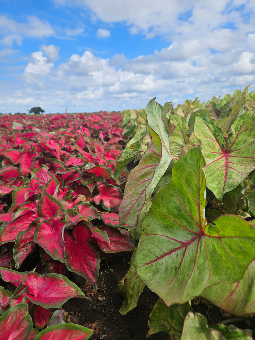 Caladium Red Ruffles (5 bulbs)