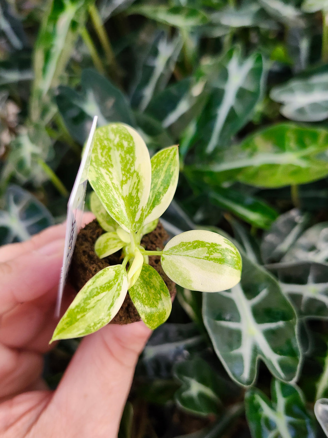 Philodendron Variegated Green Congo Nuclear-381