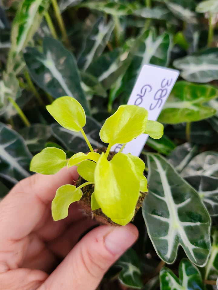 Philodendron Golden Xanadu- 385