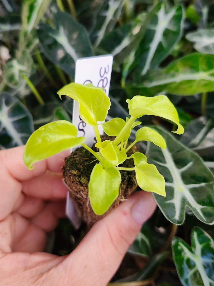 Philodendron Golden Xanadu- 385