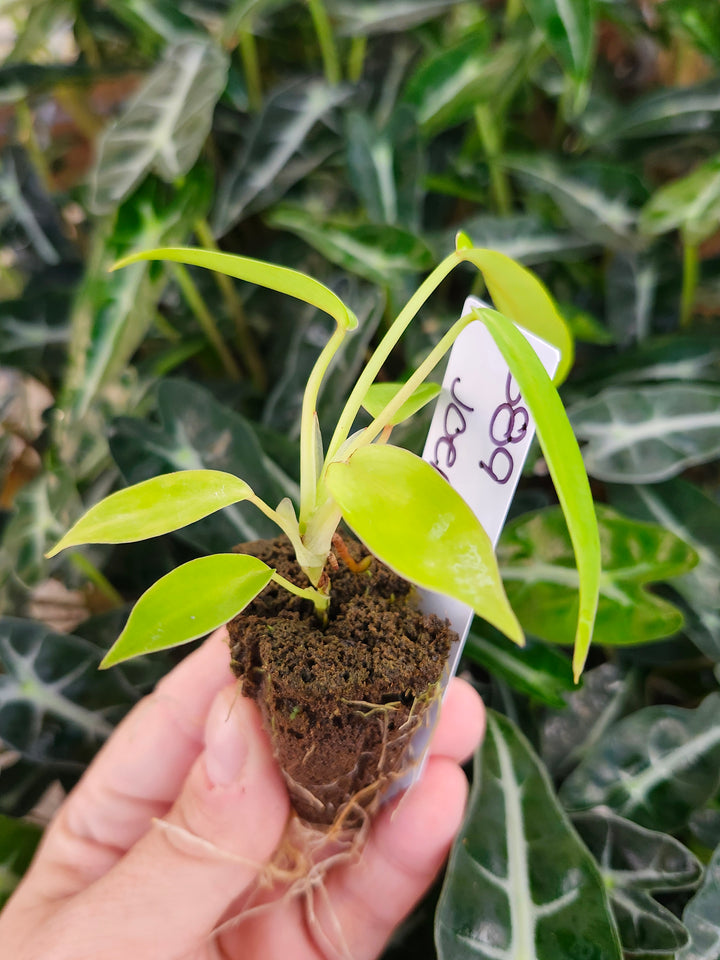 Philodendron Joepii-389