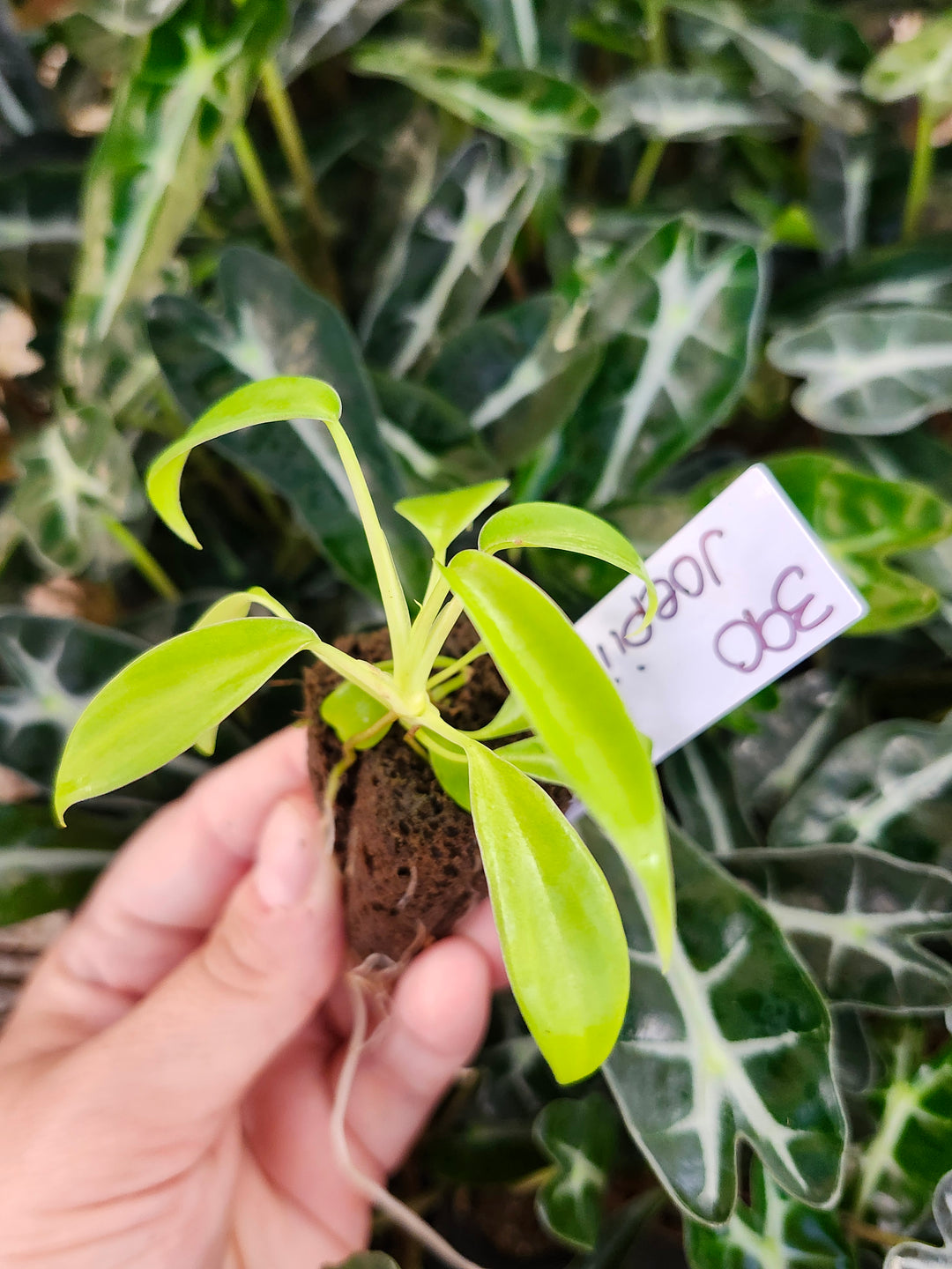 Philodendron Joepii-390