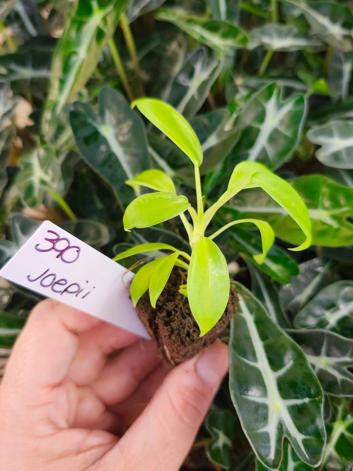 Philodendron Joepii-390