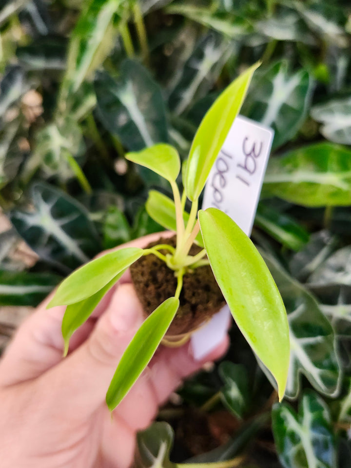 Philodendron Joepii-391