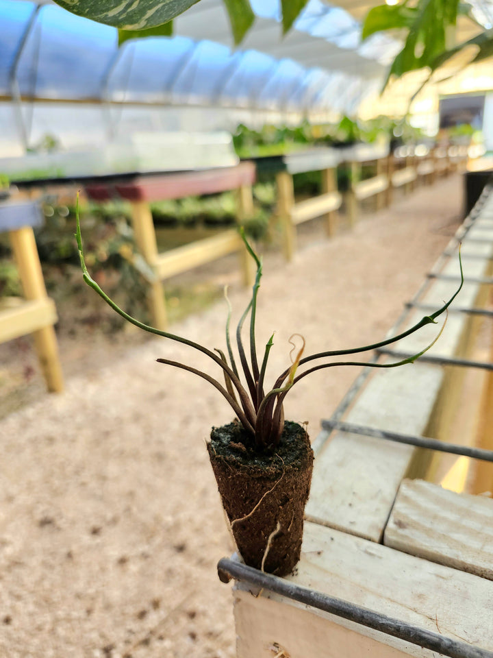 Alocasia Flying Squid Plug