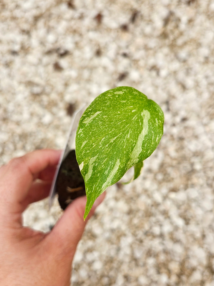 Monstera Thai Constellation-394