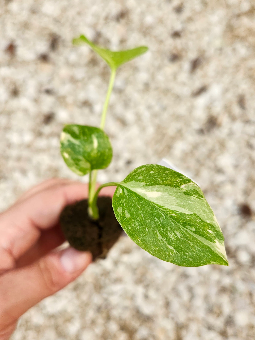 Monstera Thai Constellation-401