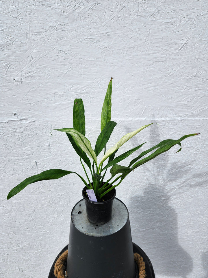 Spathiphyllum Albo (4in)-742