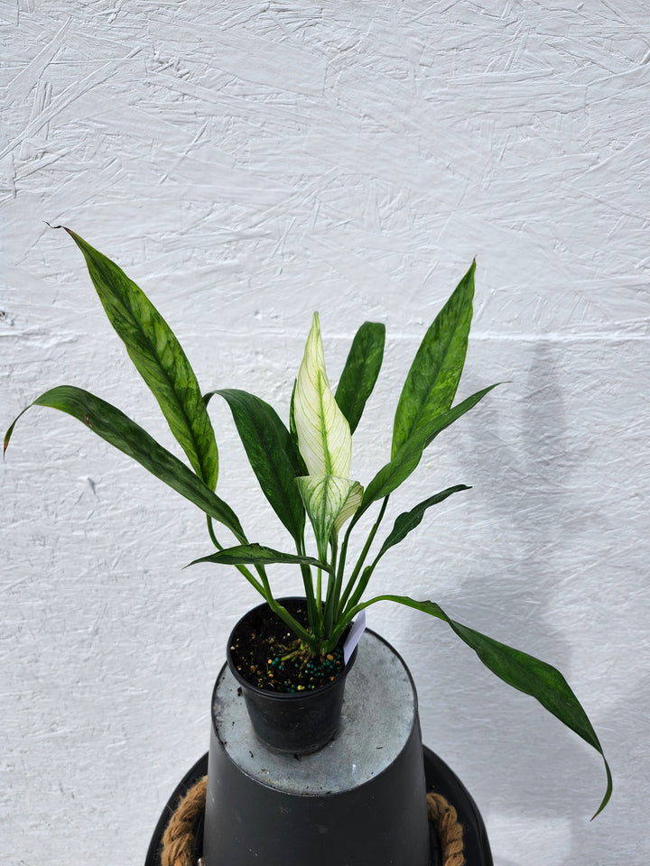 Spathiphyllum Albo (4in)-742