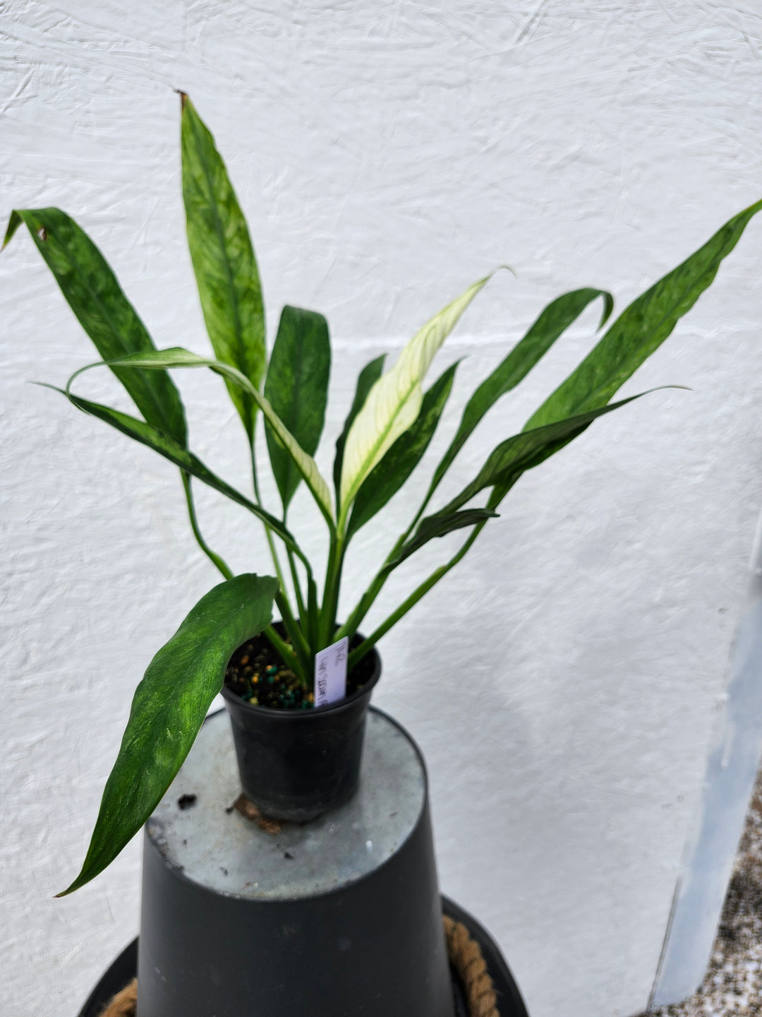 Spathiphyllum Albo (4in)-742