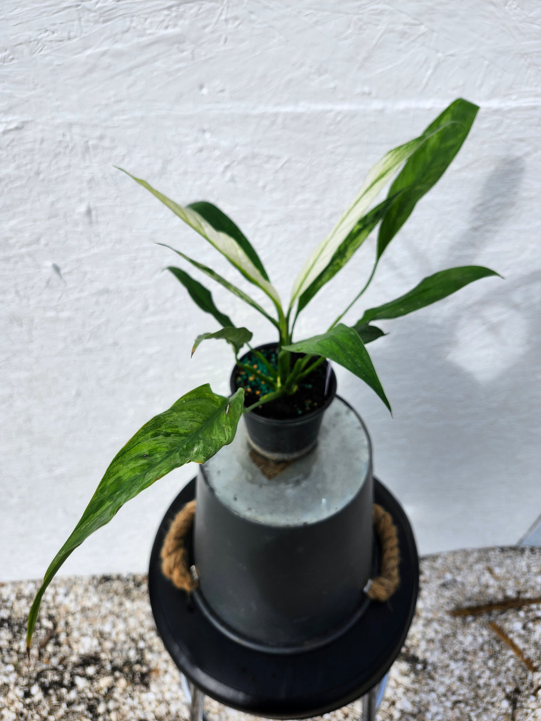 Spathiphyllum Albo (4in)-743