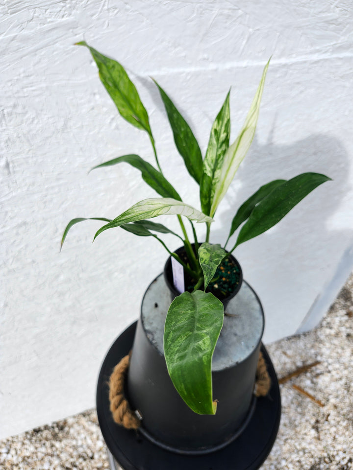 Spathiphyllum Albo (4in)-743