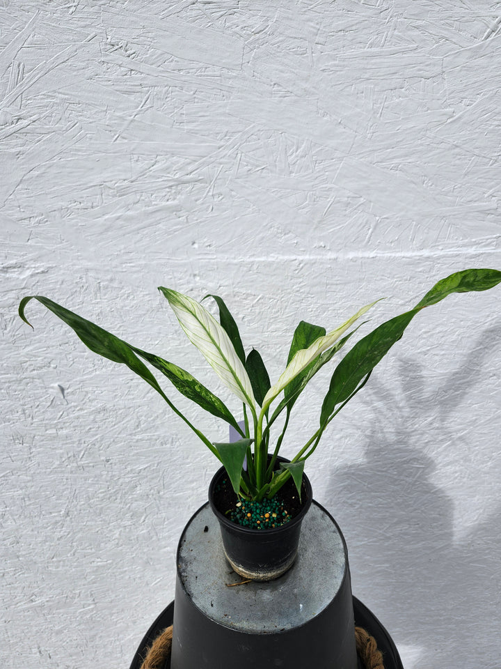 Spathiphyllum Albo (4in)-743