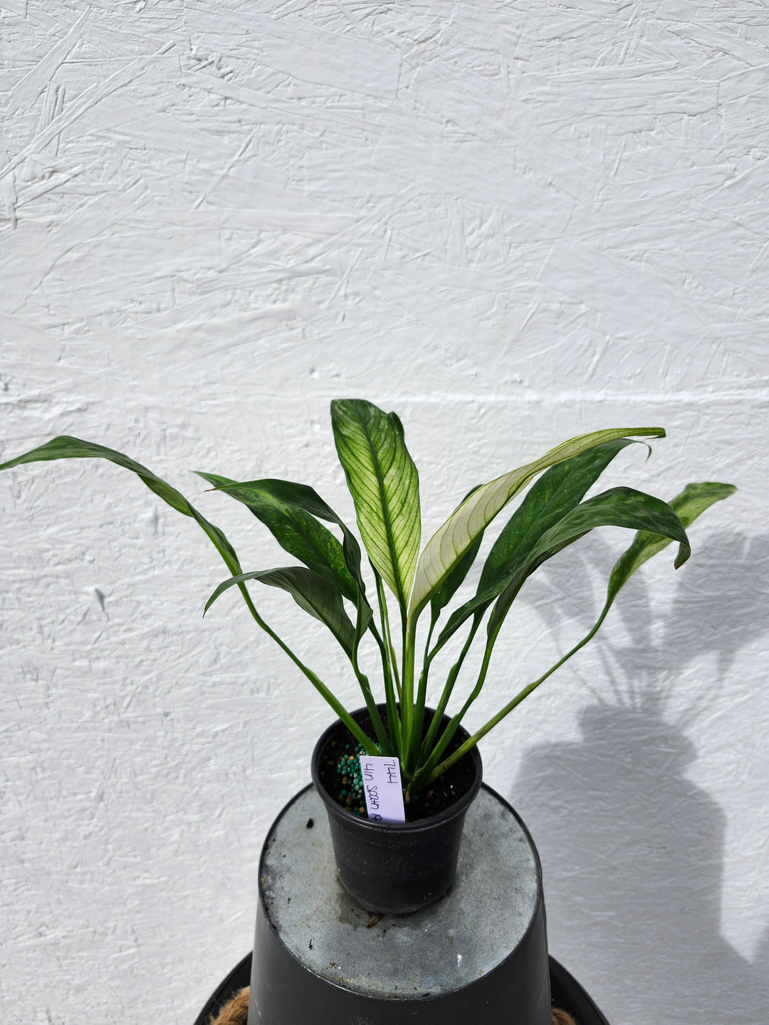 Spathiphyllum Albo (4in)-744