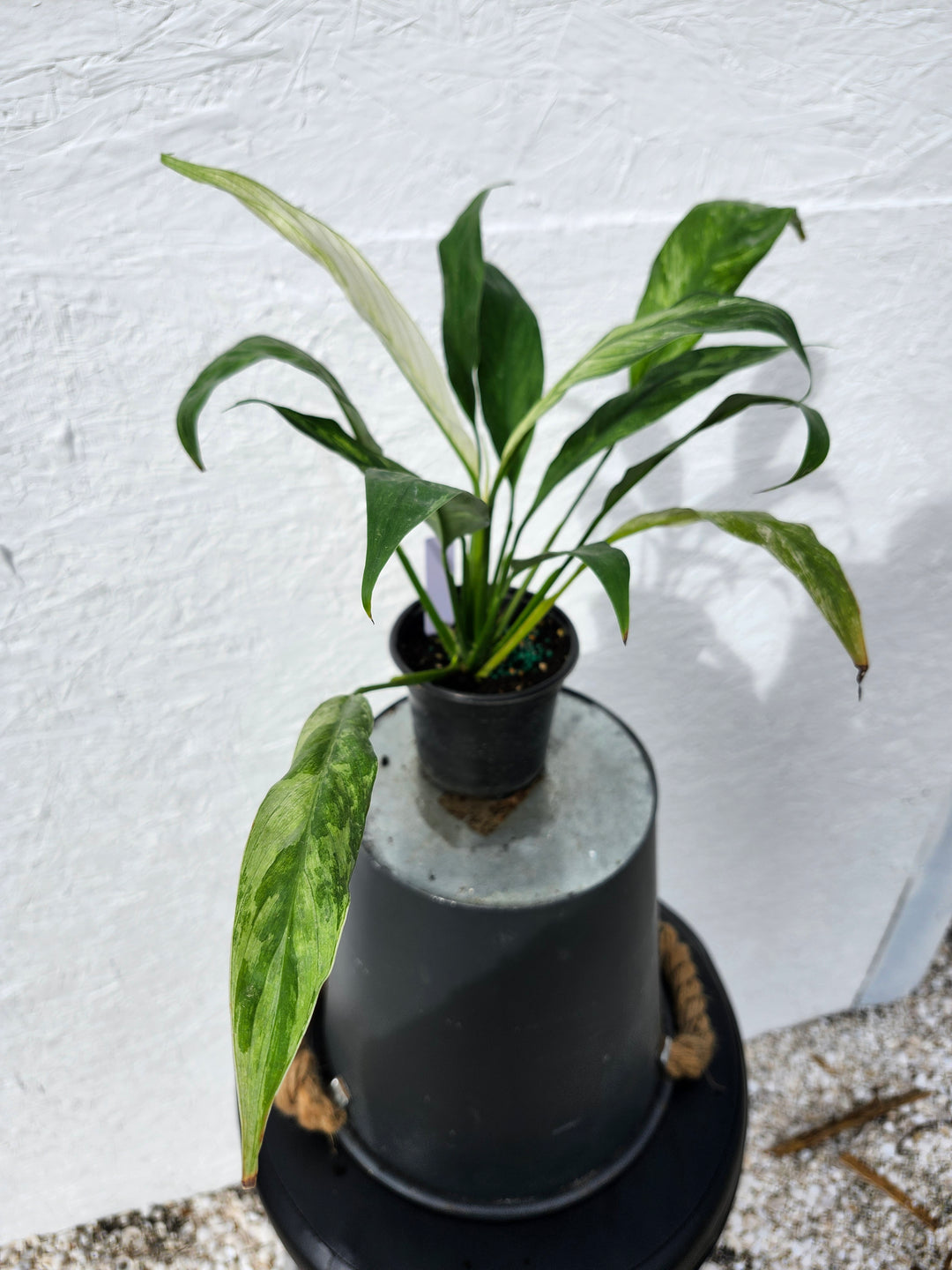 Spathiphyllum Albo (4in)-744